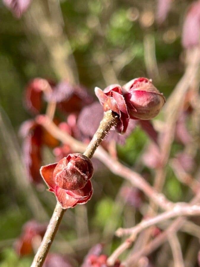 Lambertnuss 4