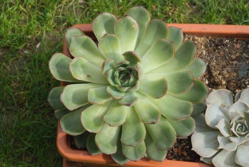 Echeveria 18