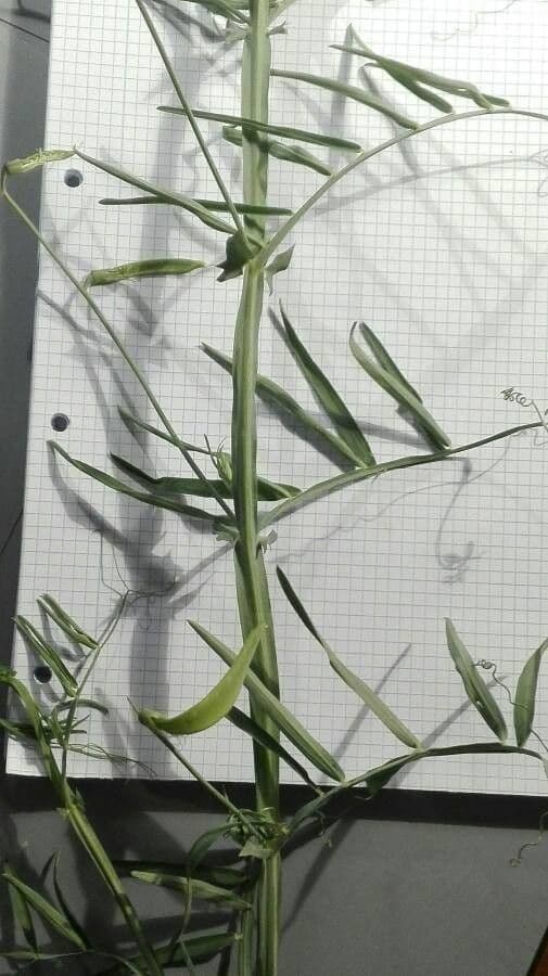 Cicerchia clymenum 21