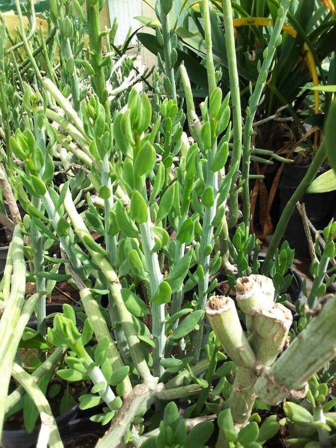 Kleinia anteuphorbium 18