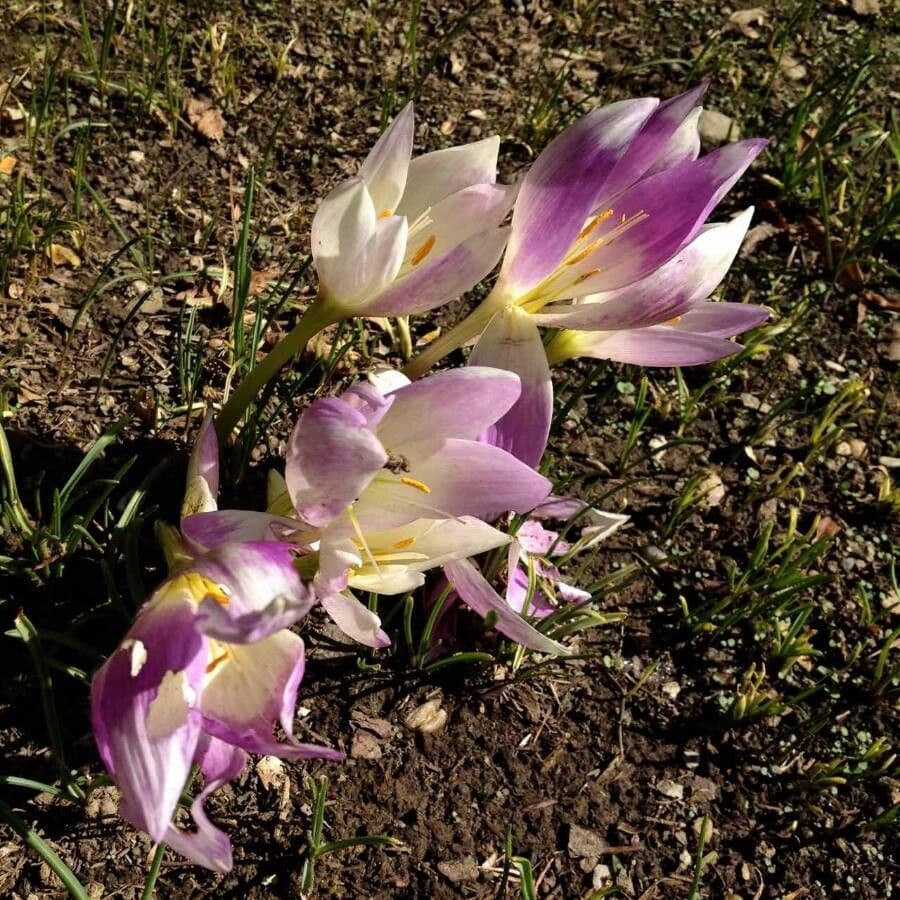 Frühlingsknotenblume 6