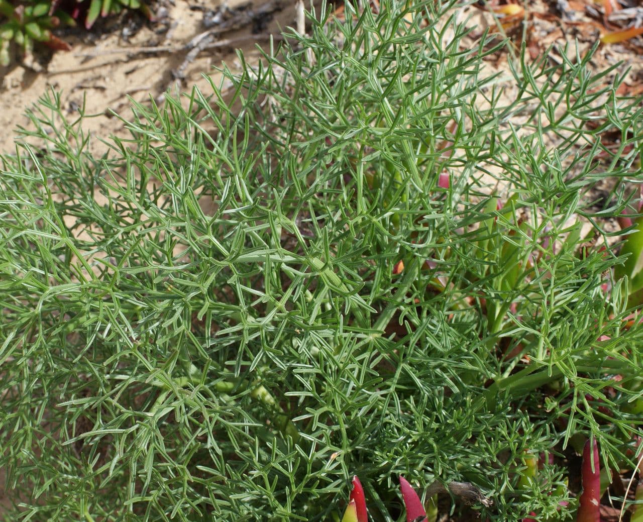 Cachrys libanotis 14