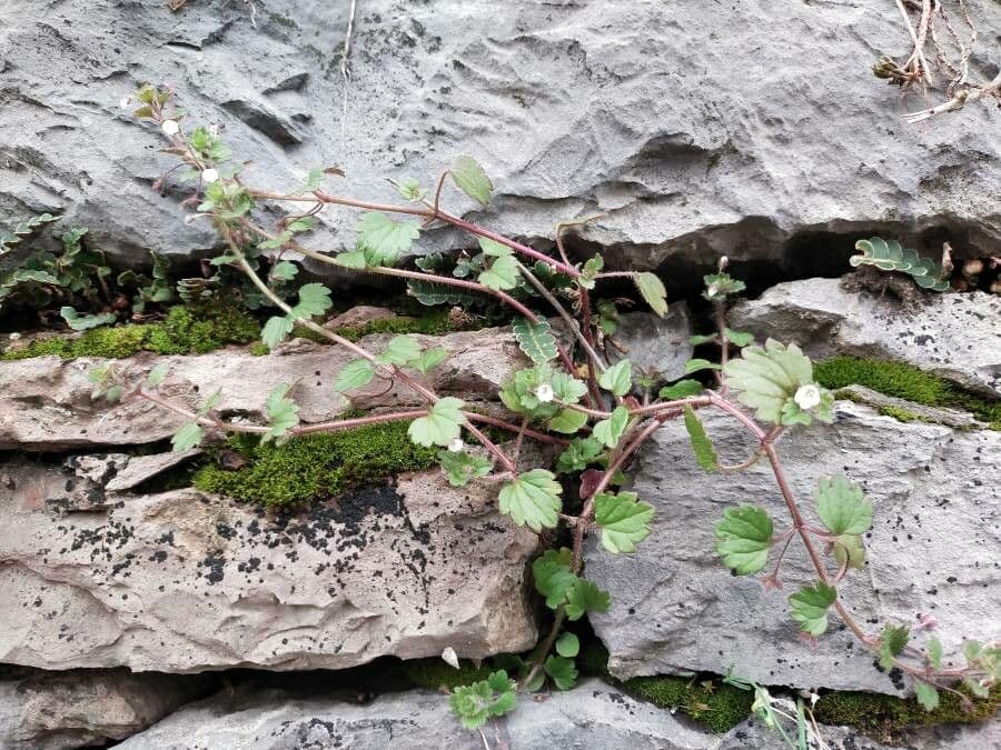 Veronica cymbalaria 6