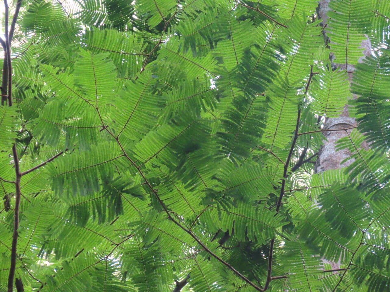 Enterolobium 8