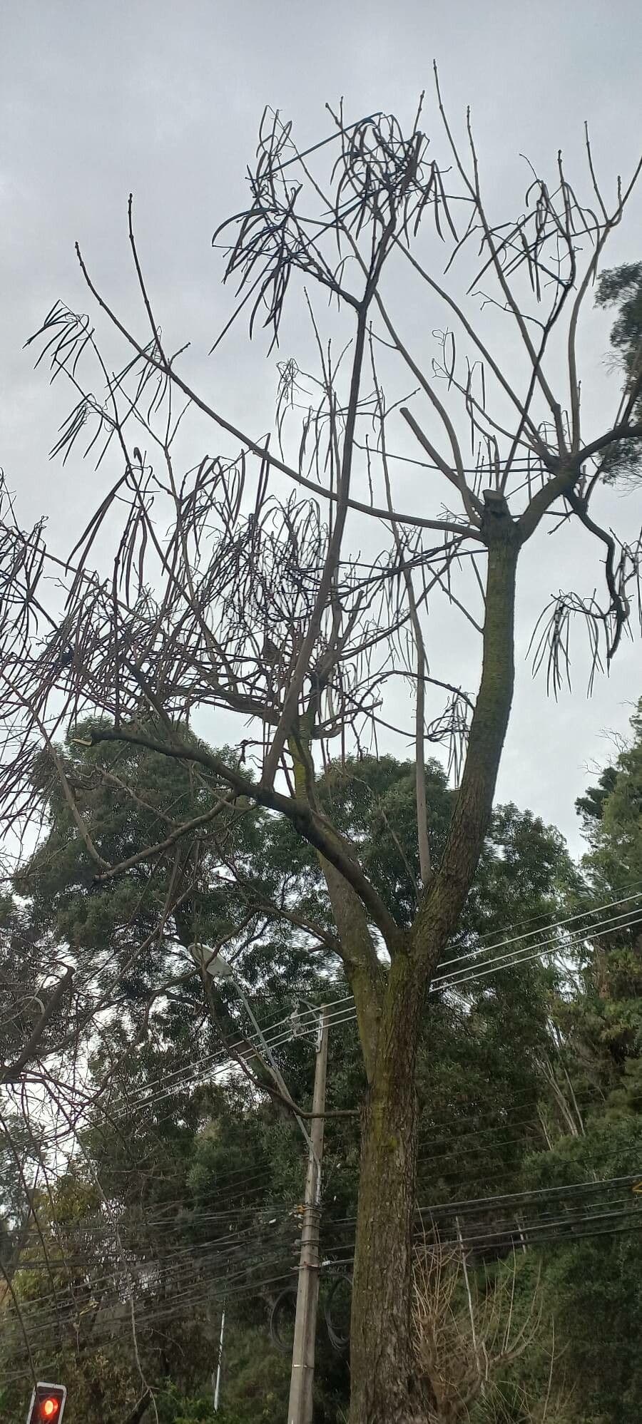 Katalpa vajcovitolistá 11