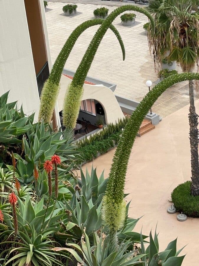 Agave lanuginosa 30