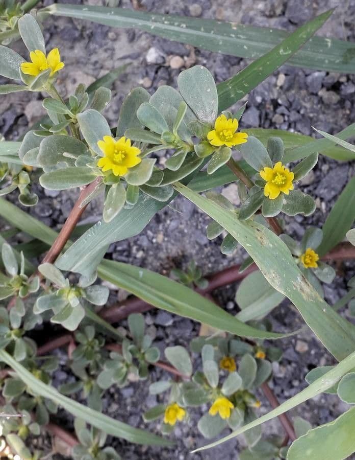 Porcellana comune 6