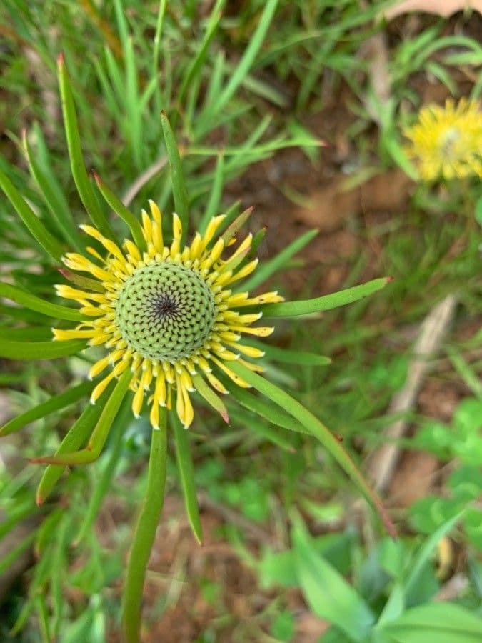 Isopogon anemonifolius 2