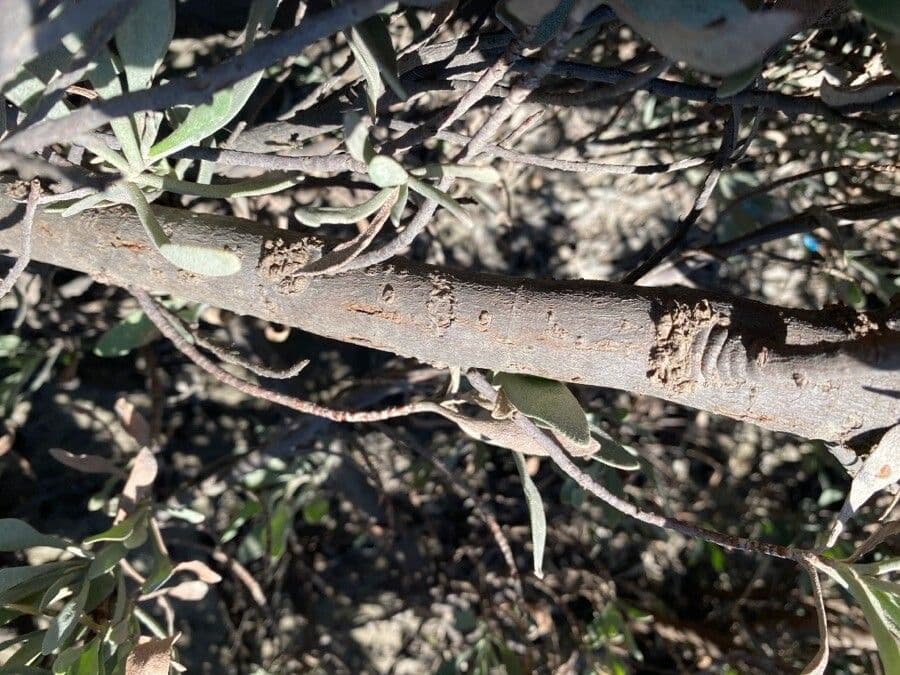 Limoniastrum monopetalum 21