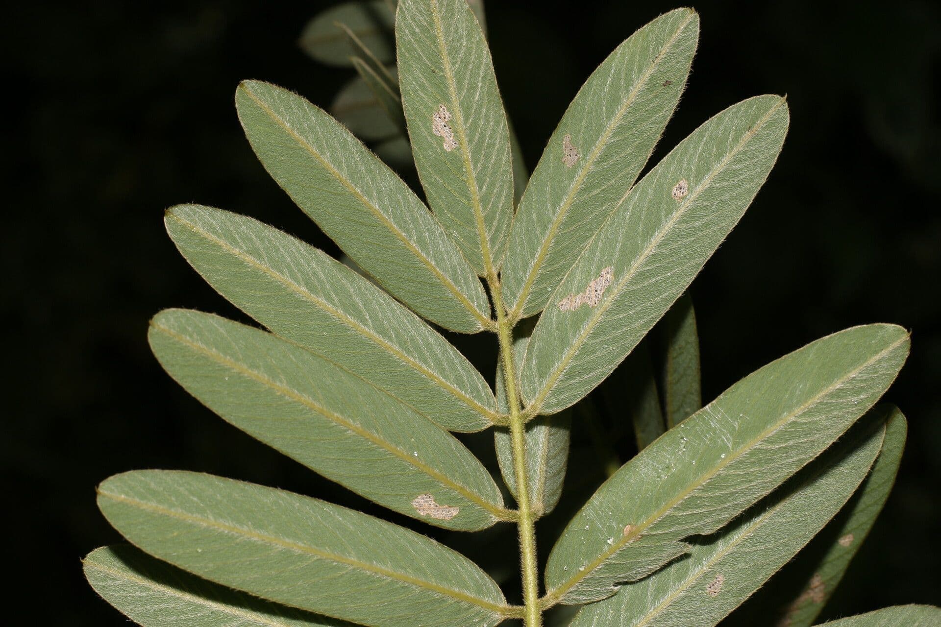 Tephrosia 5