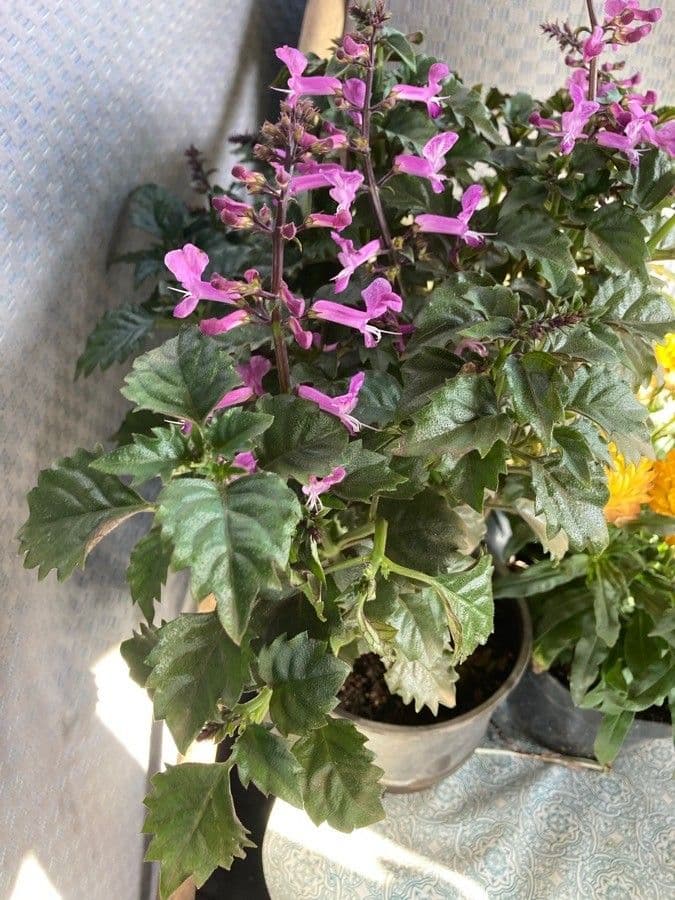 Plectranthus 8