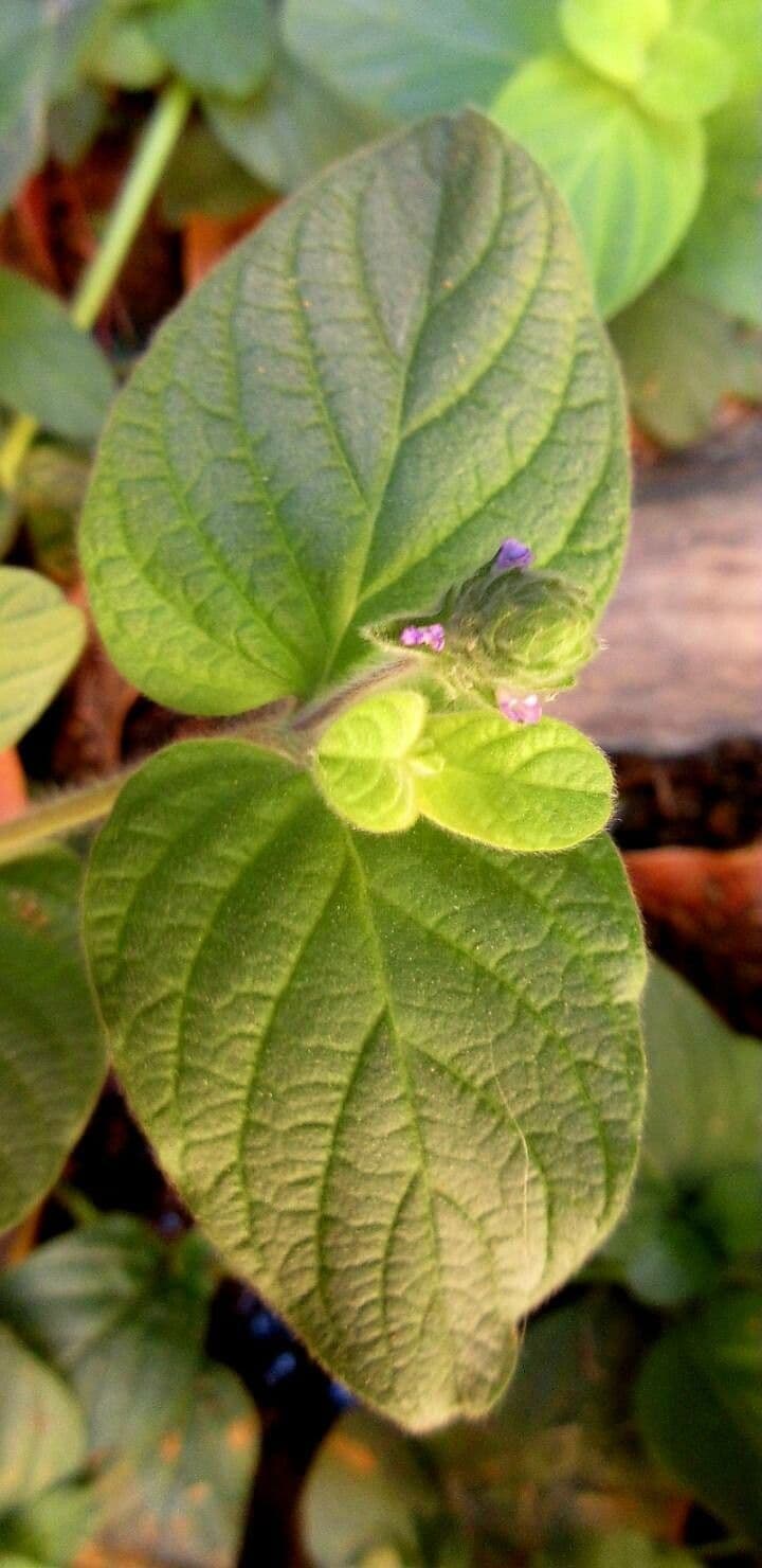 Nelsonia canescens 6