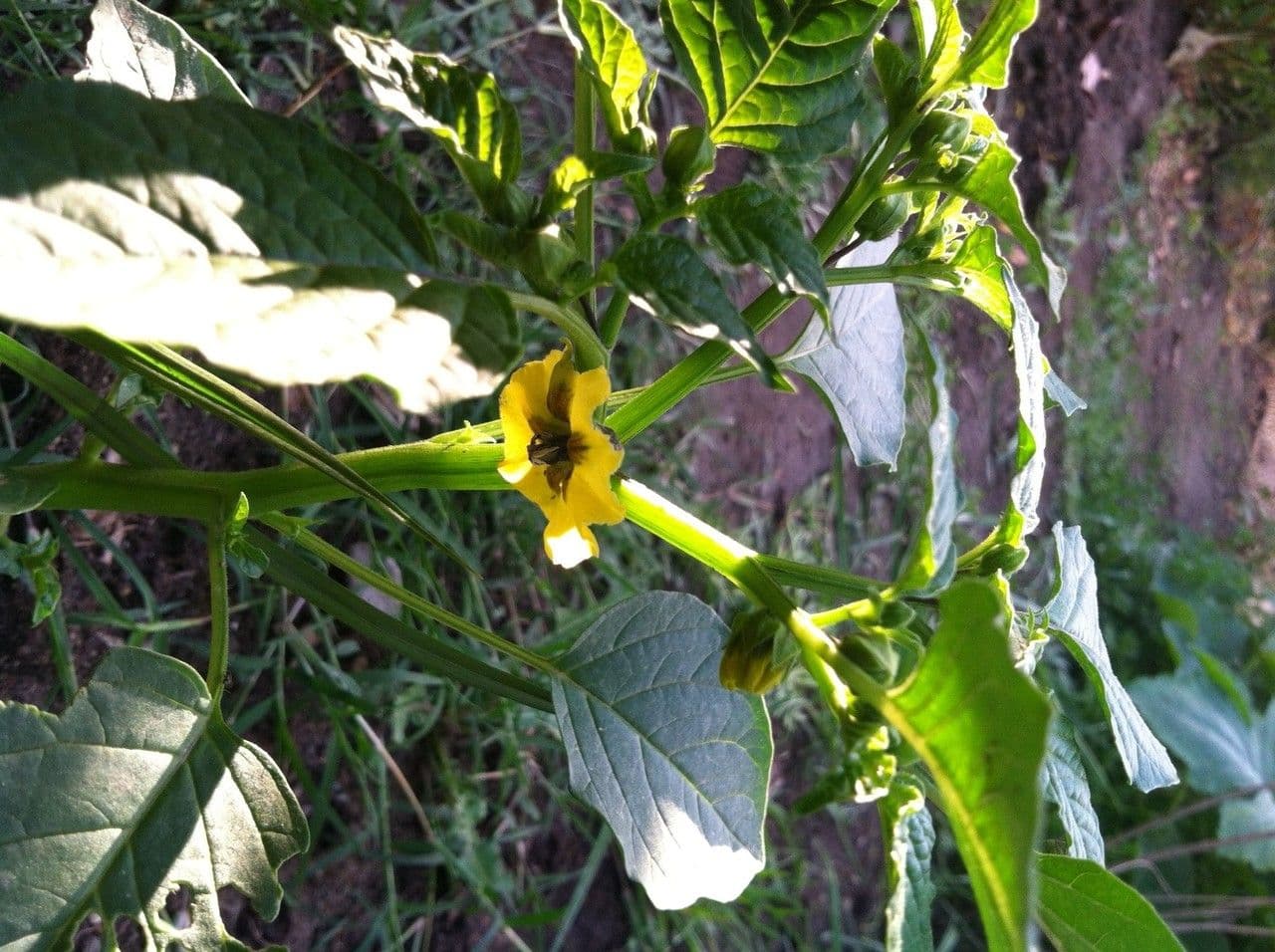 Tomatillo 12