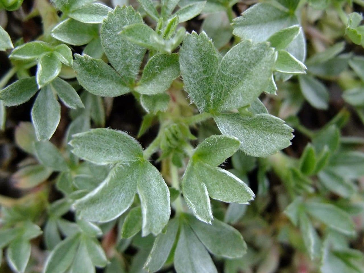 Potentilla lucida 17