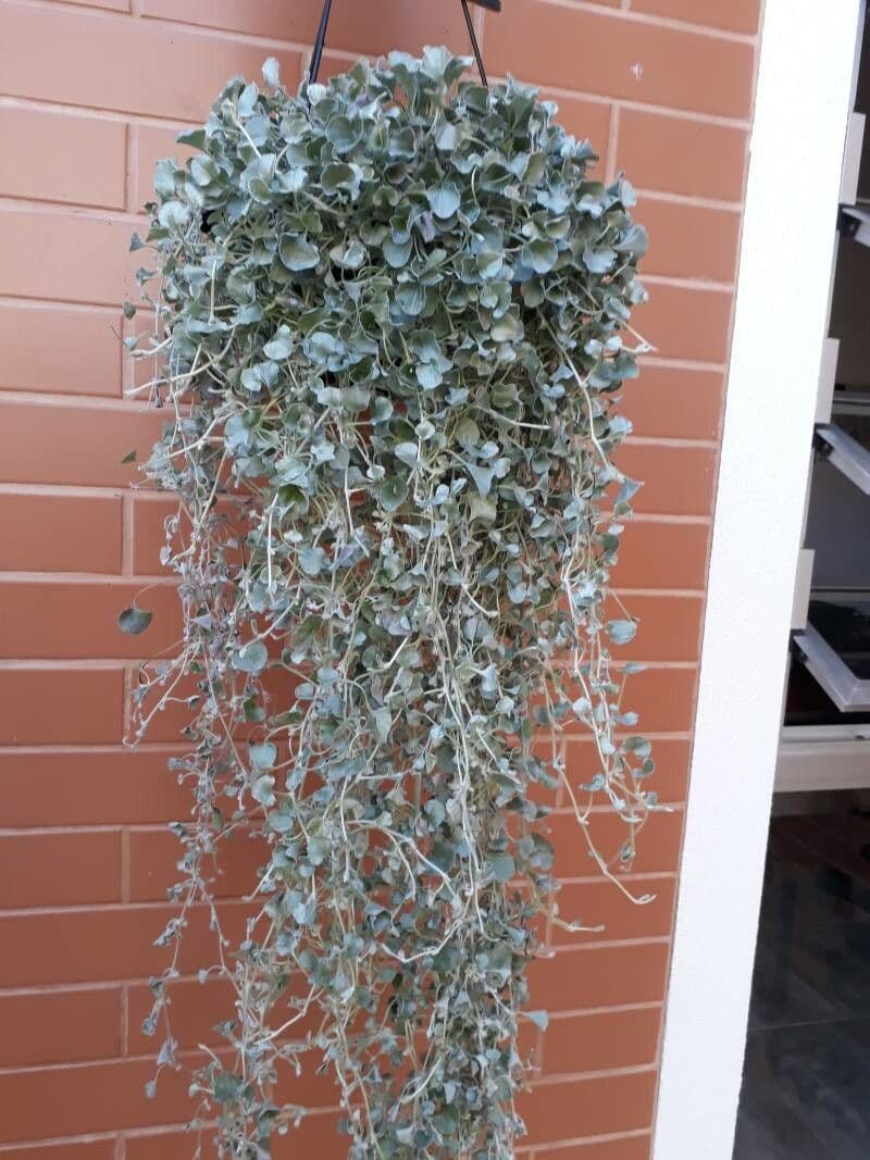 Dichondra argentea 14