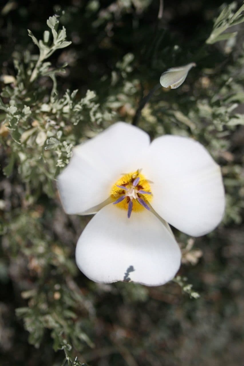 Calochortus panamintensis