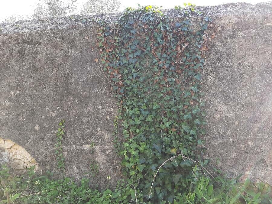 Břečťan kanárský 13