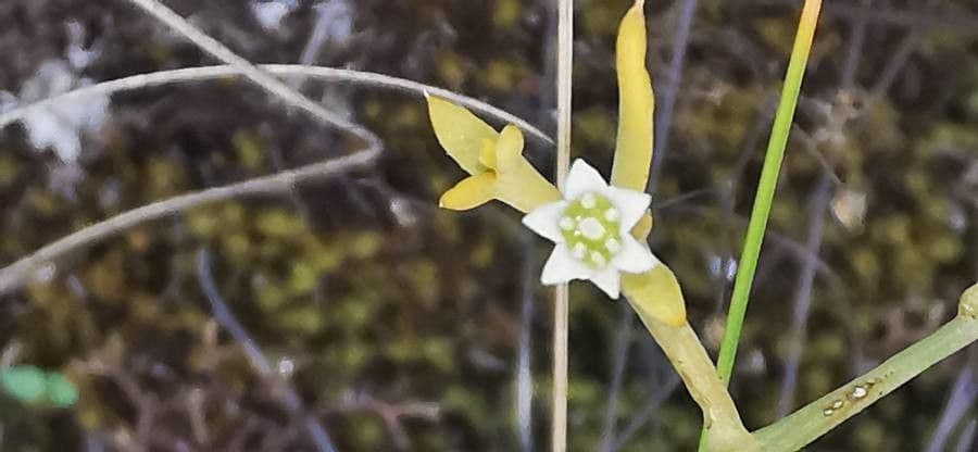 Bastard toadflax 19