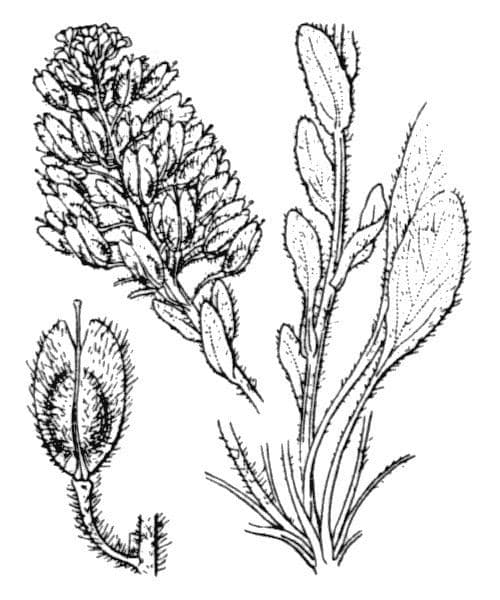 Lepidium 26