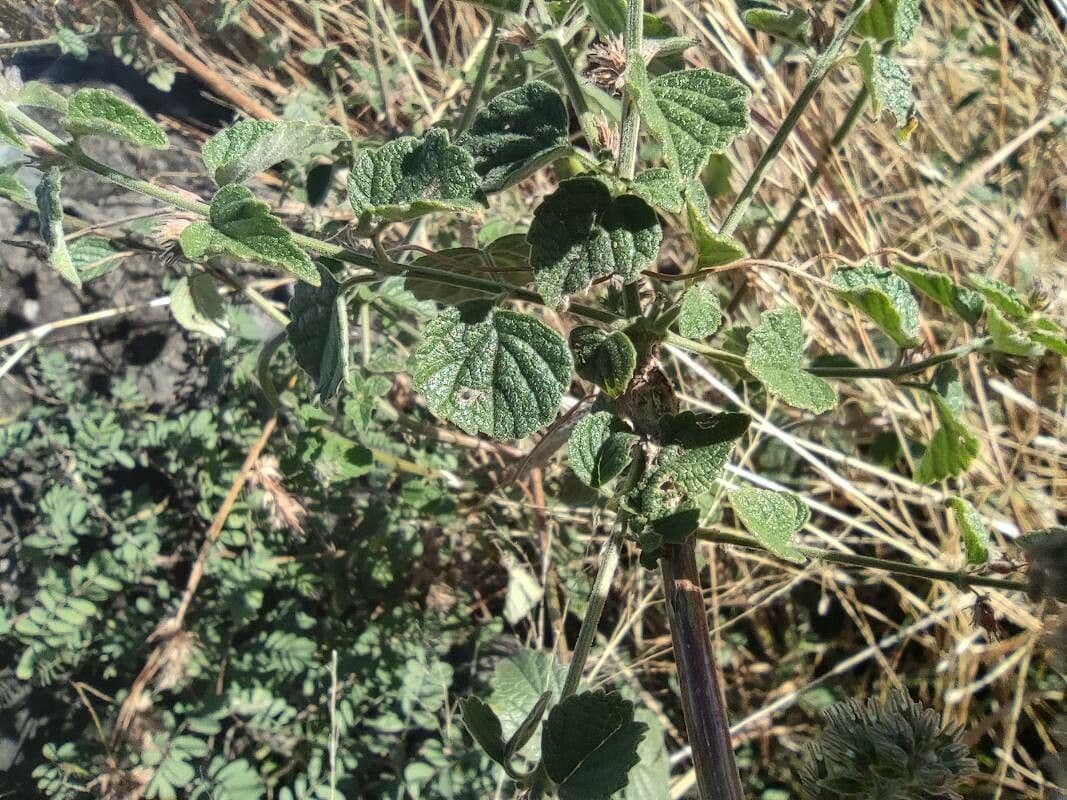 Mesosphaerum hřebenaté 8