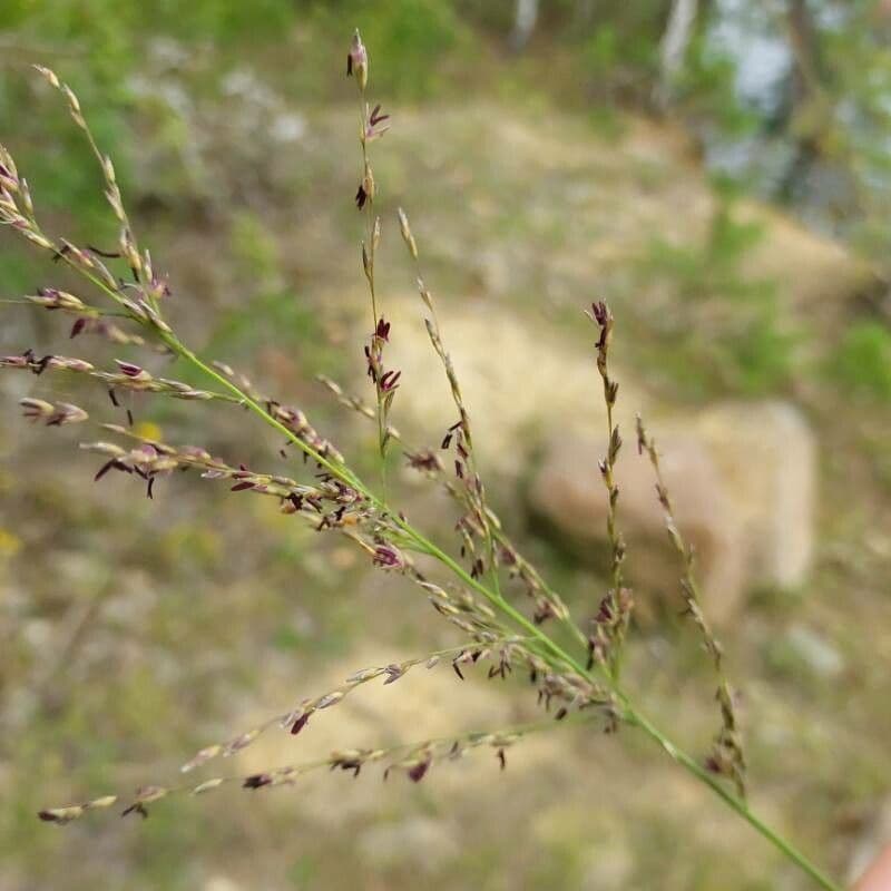 Molinia 7