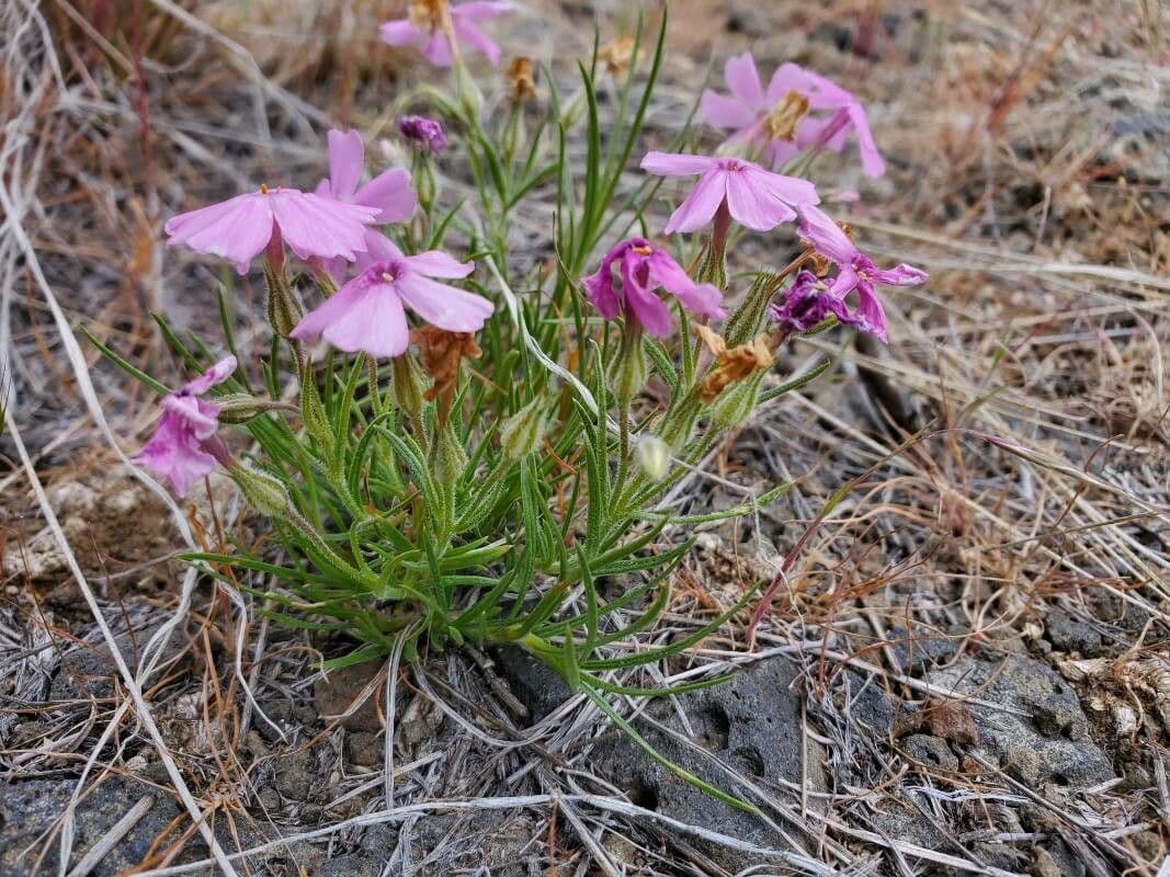 Phlox 9