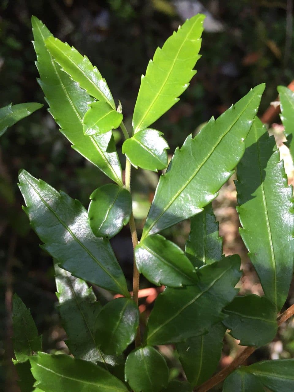 Azara 19