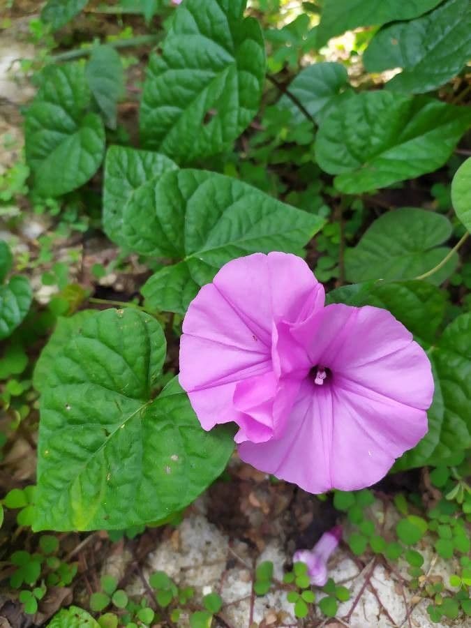 Ipomoea 13