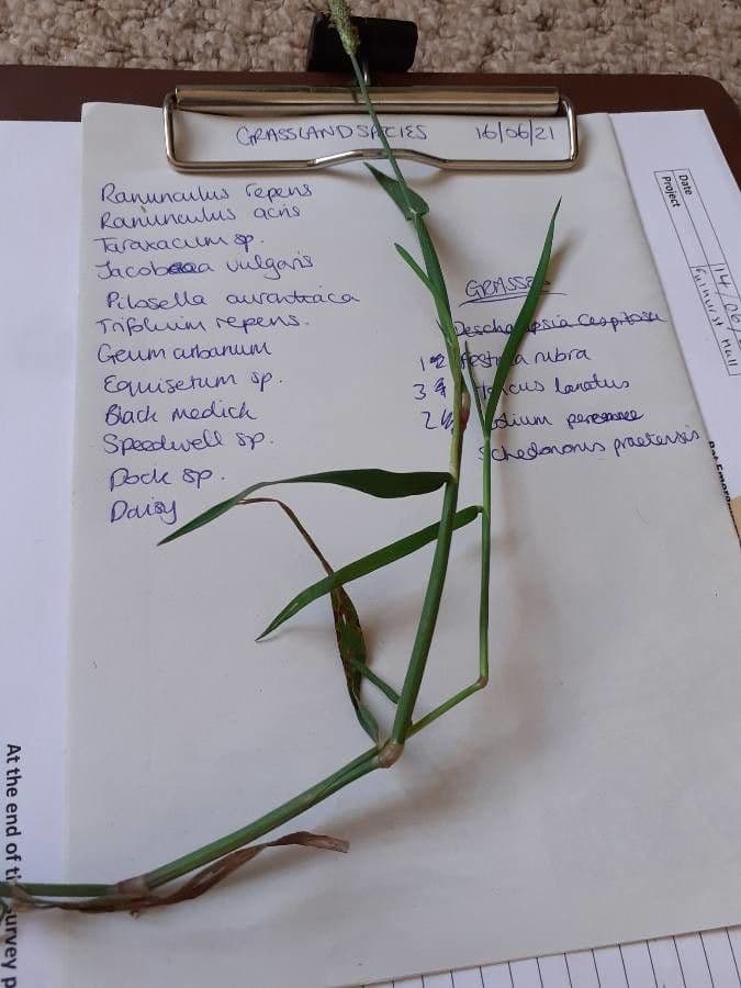 Marsh foxtail 19