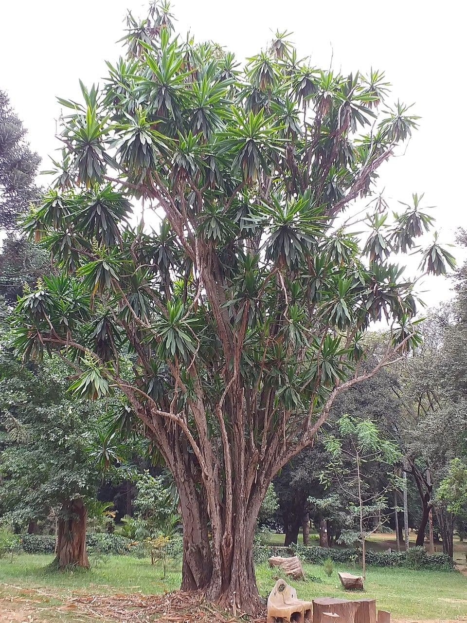 Dracaena