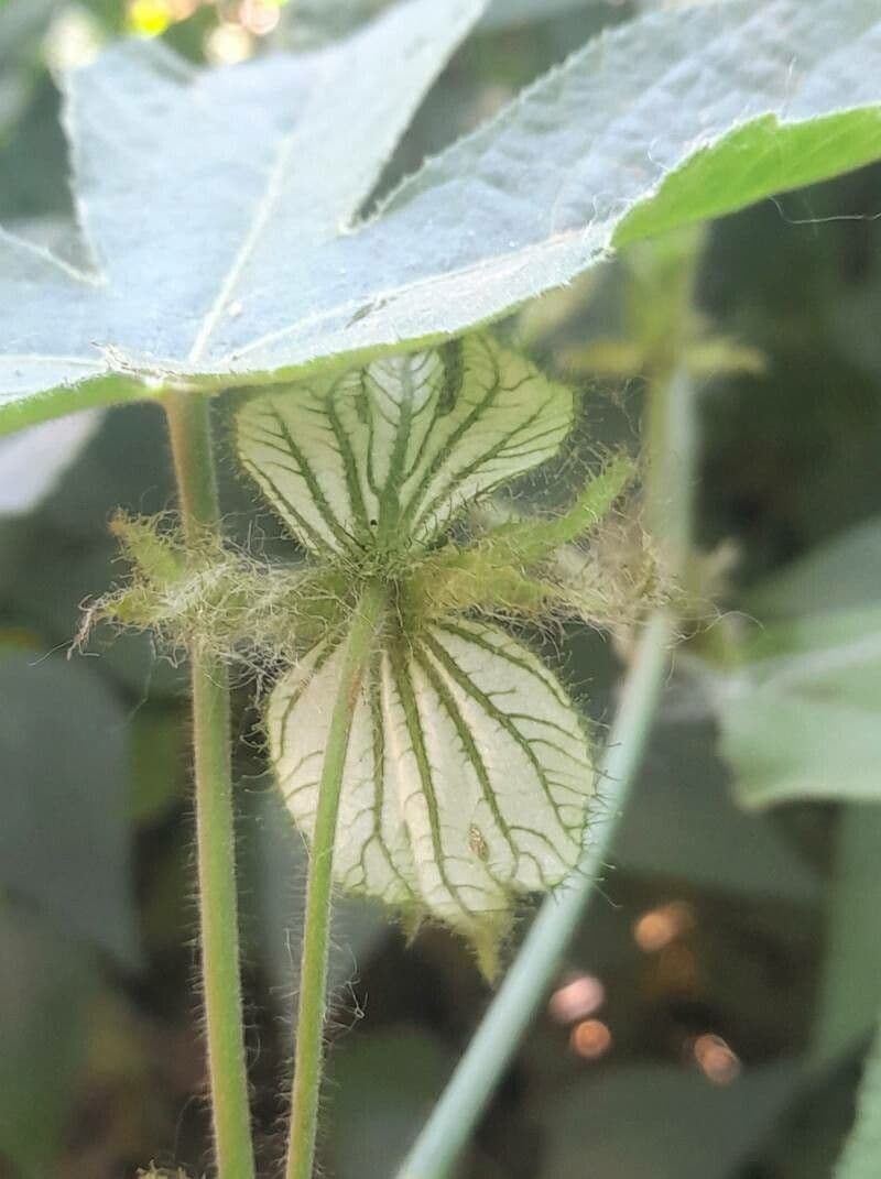 Dalechampia 2