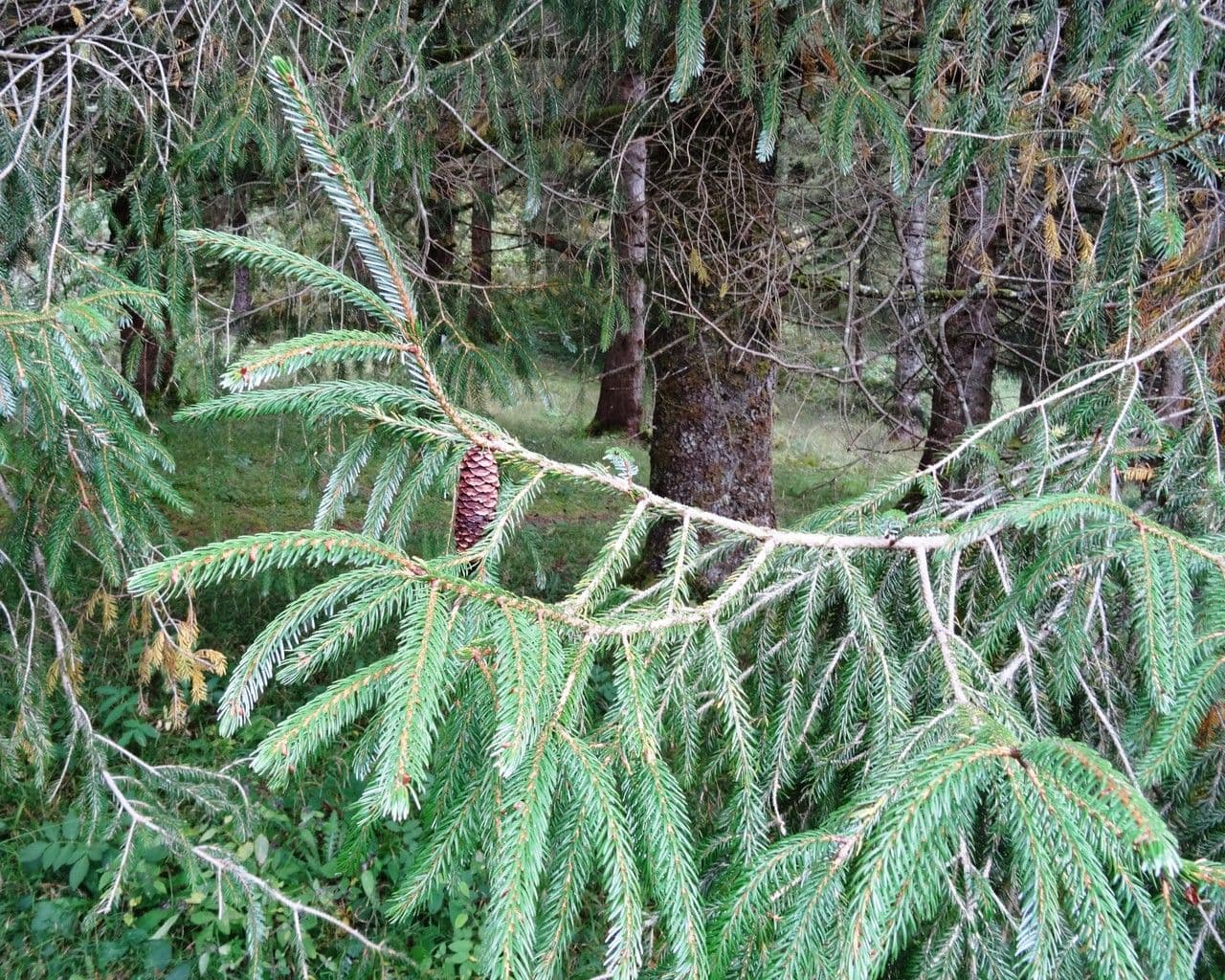 Abete brachytyla 11