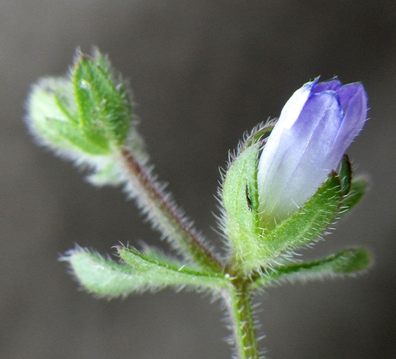 Campanula erinus 8