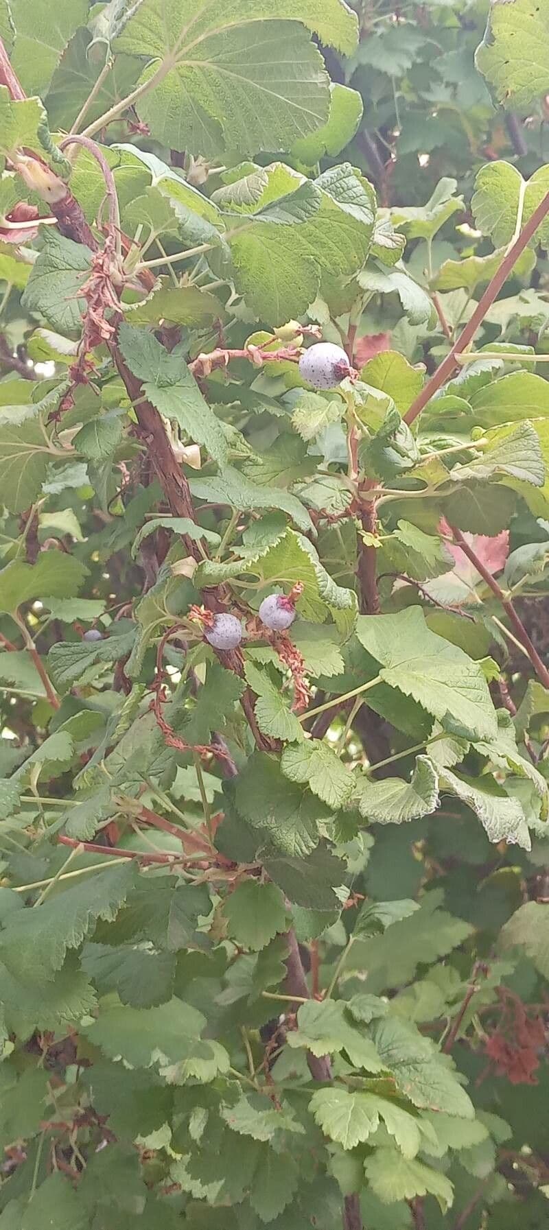 Ribes a fiori 13