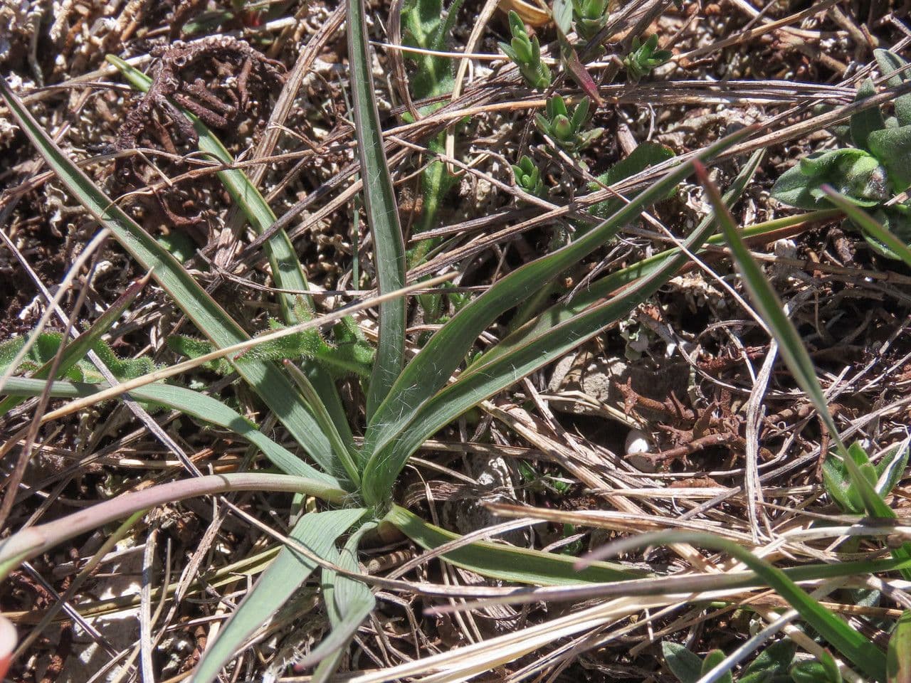 Ranunculus gramineus 20