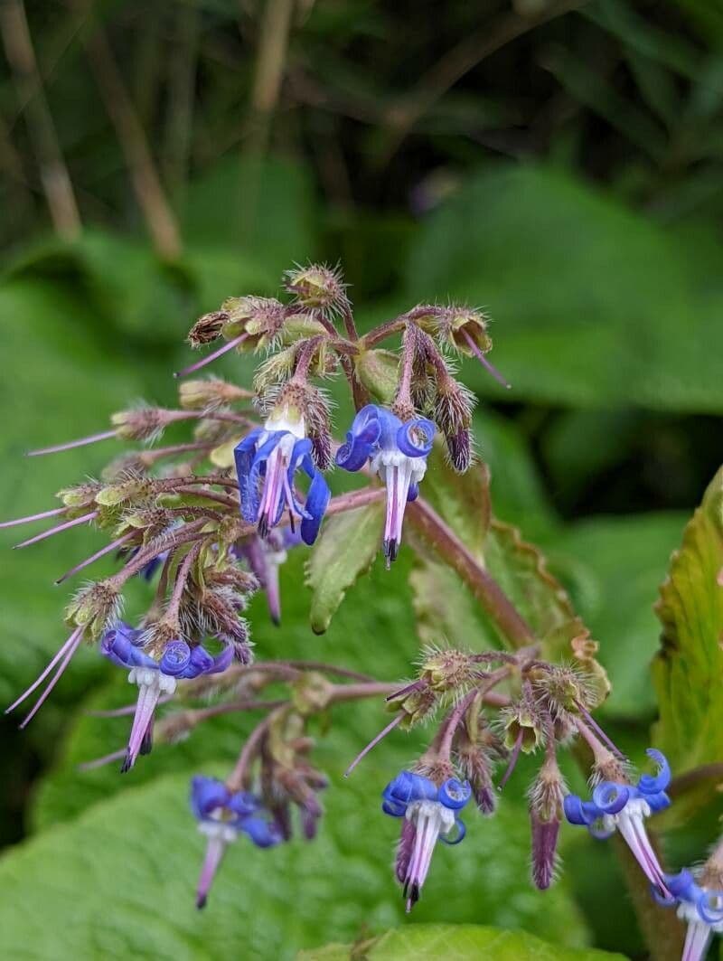 Trachystemon d'Orient 6