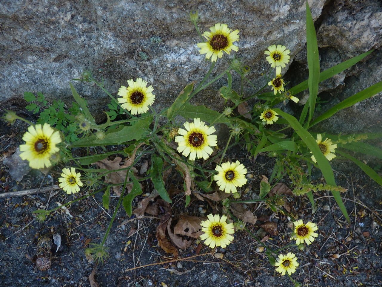 Tolpis barbata 13