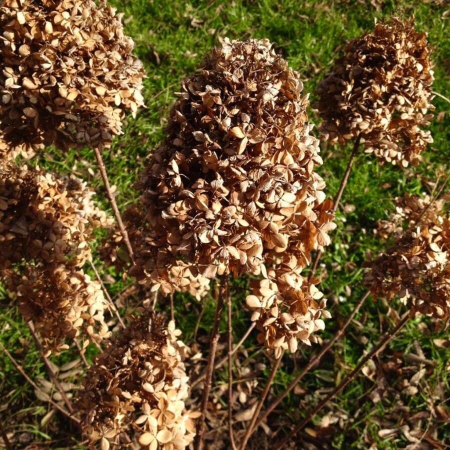 Hortenzie latnatá 15