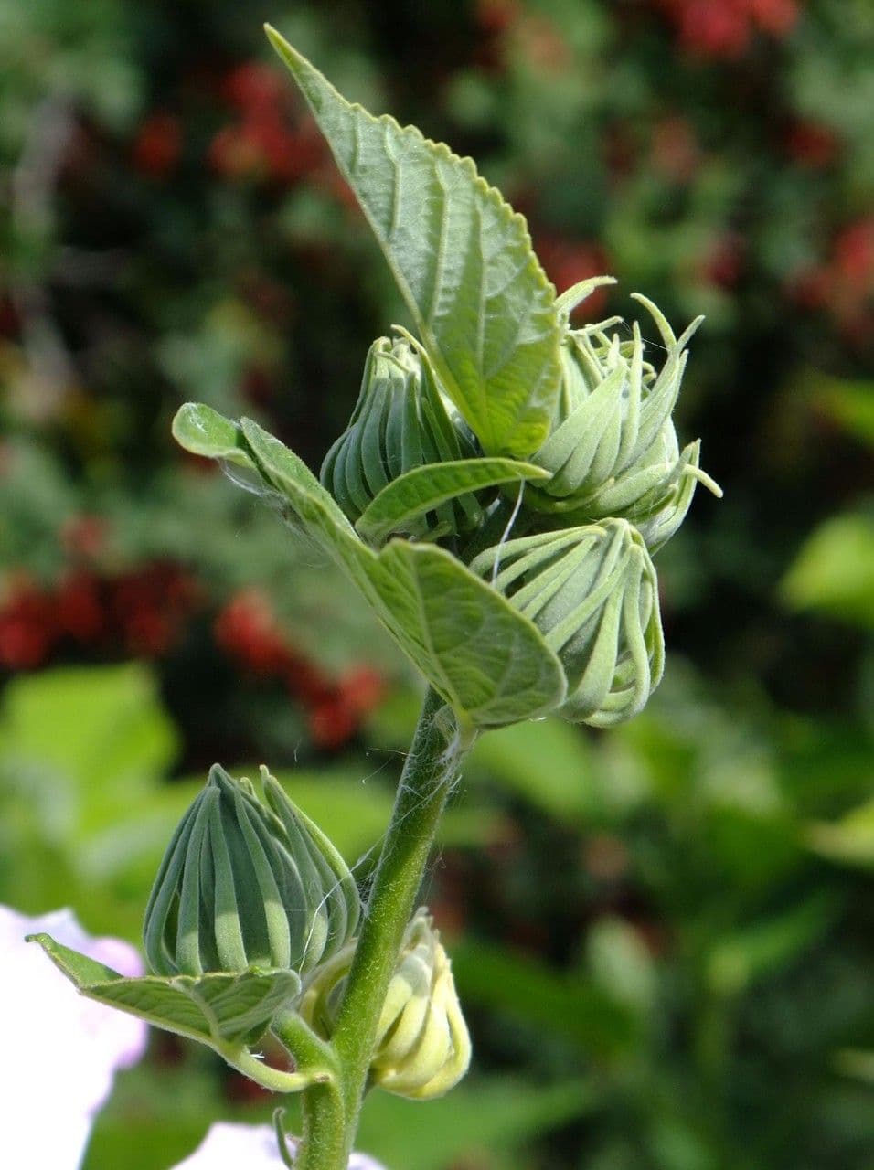 Ibisco delle paludi