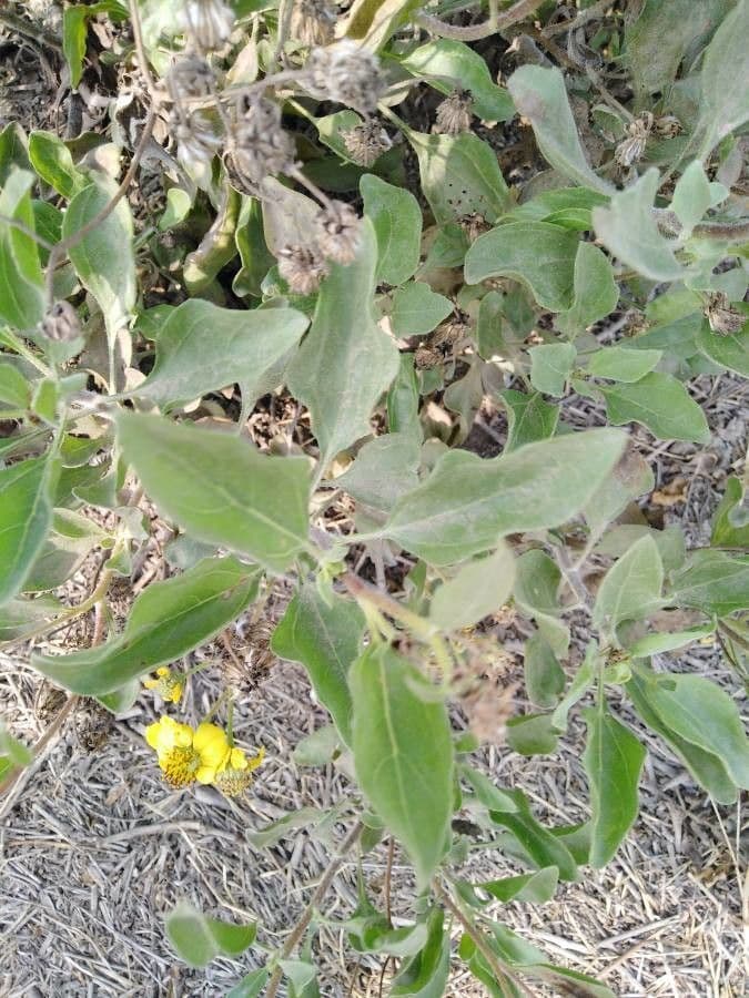 Encelia 5