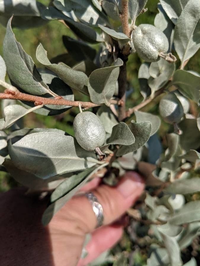 Hlošina stříbrná 3