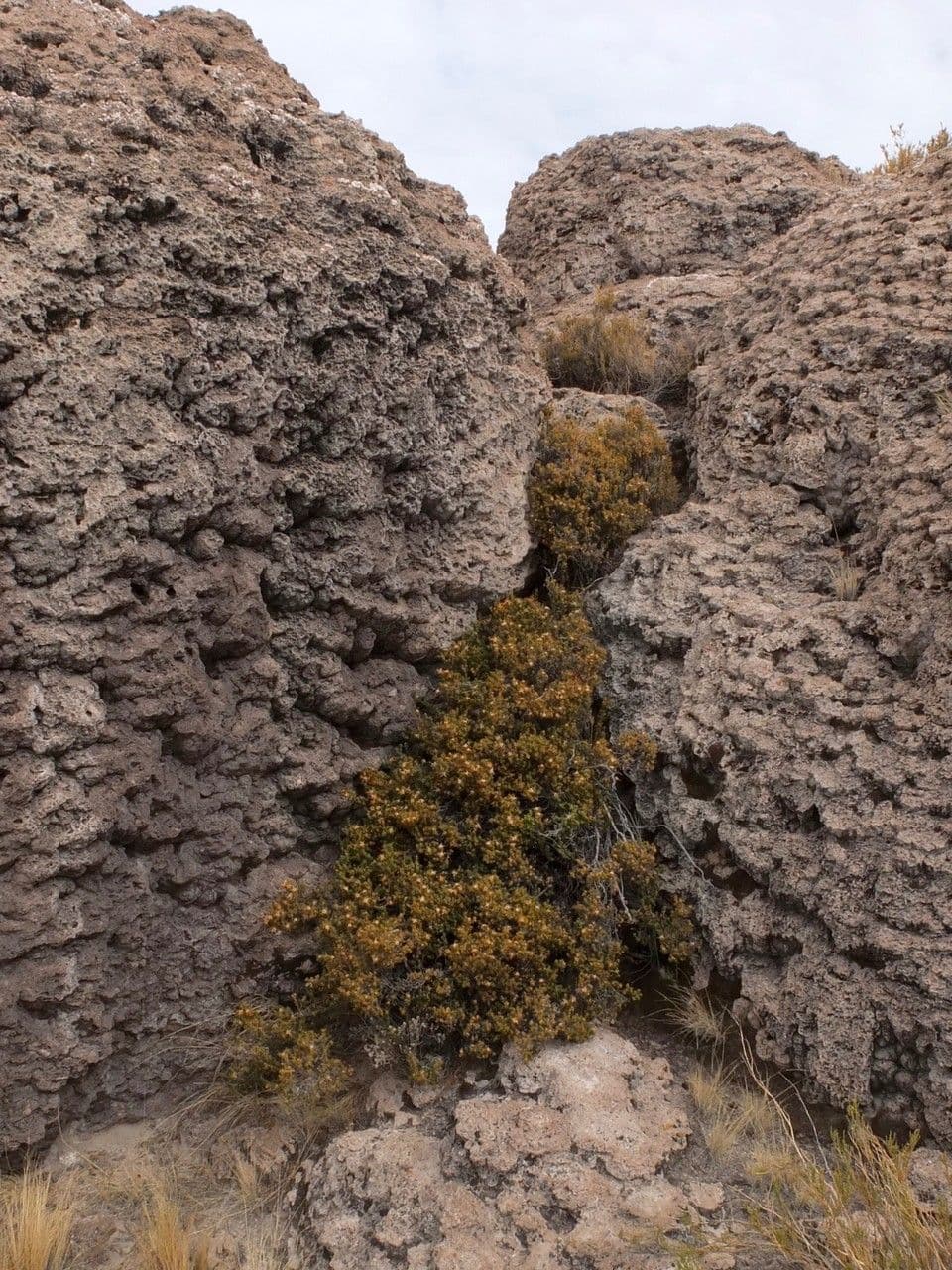 Chuquiraga 12