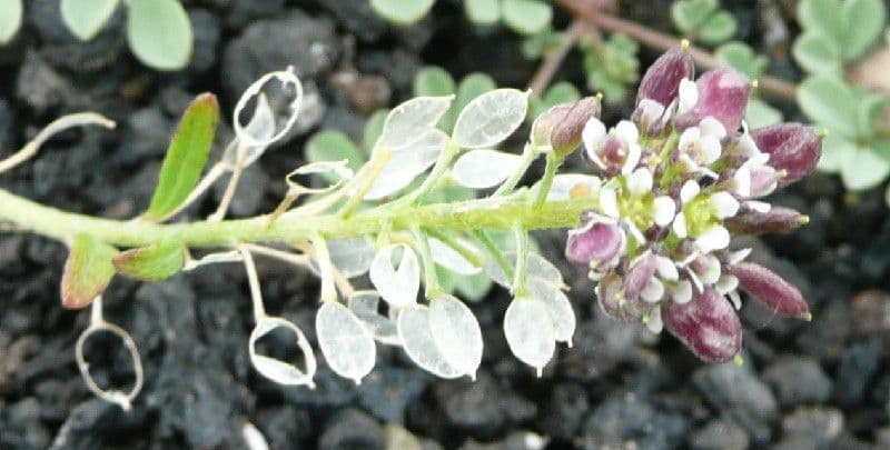 Aglio roseo 26
