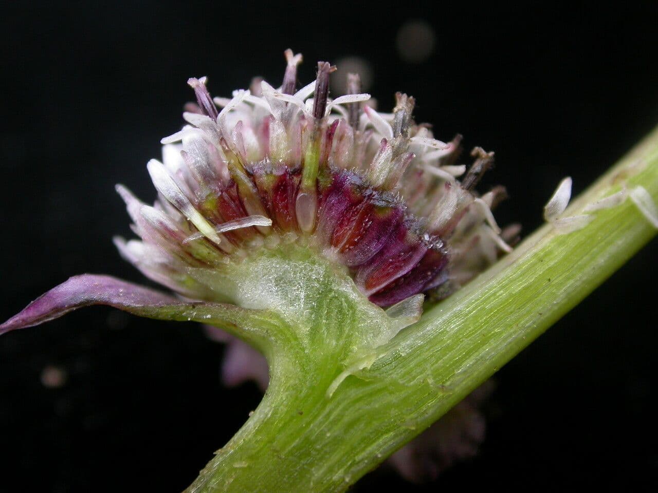 Caesulia 9