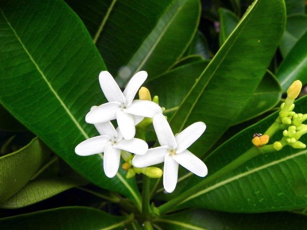 Ochrosia eliptická 10