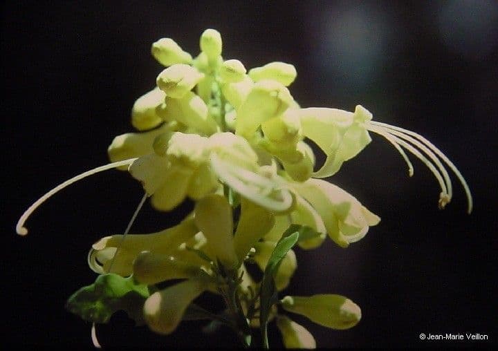 Oxera 8