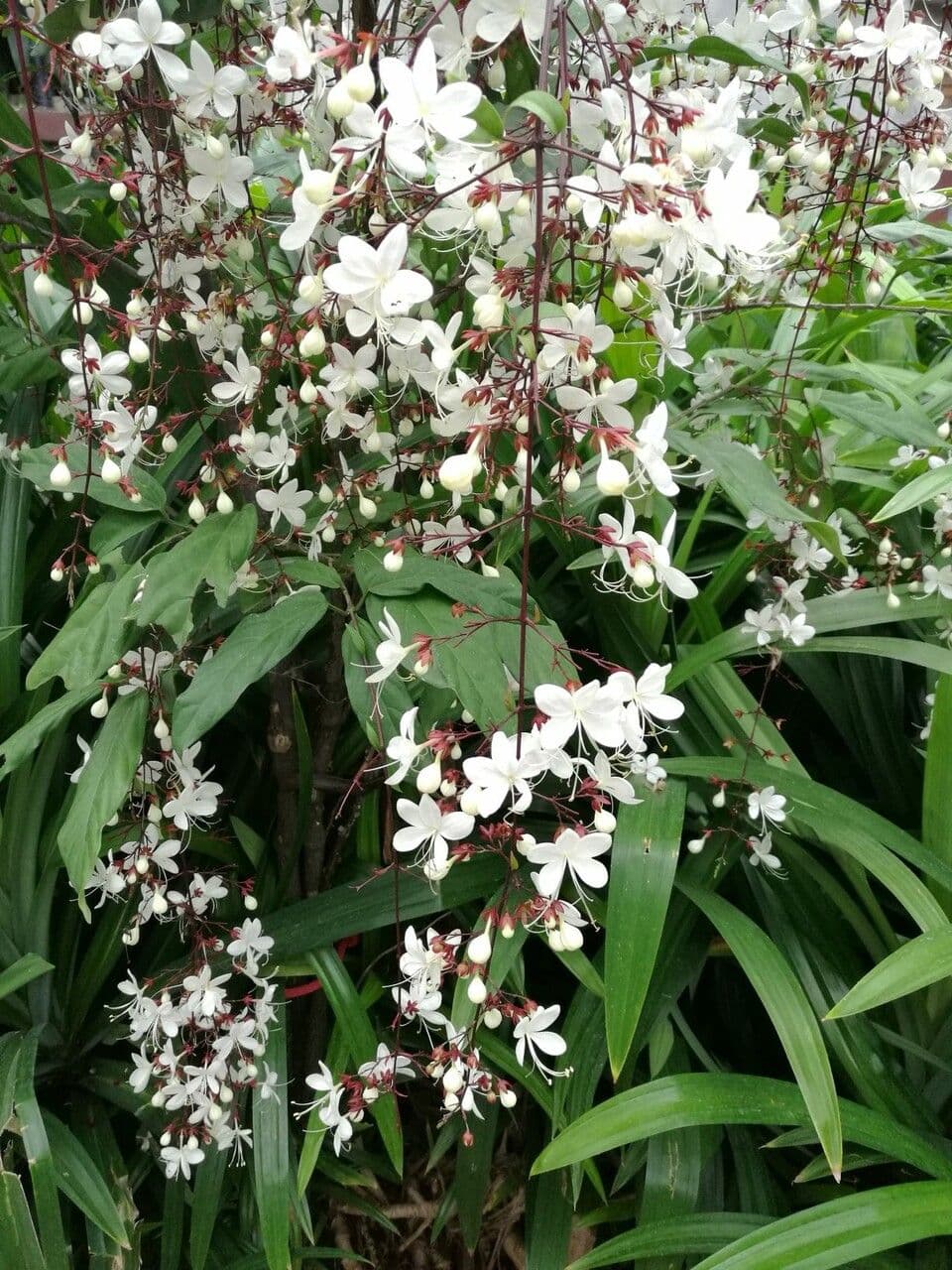 Chlerodendrum 6