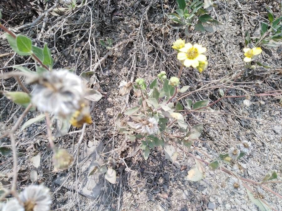 Encelia 2