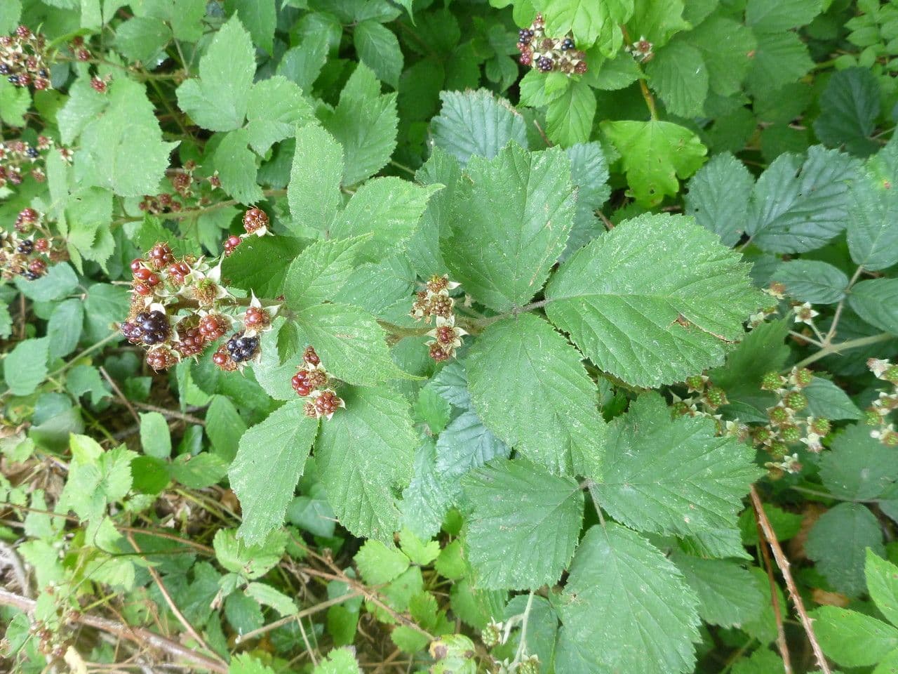 Rovo 7