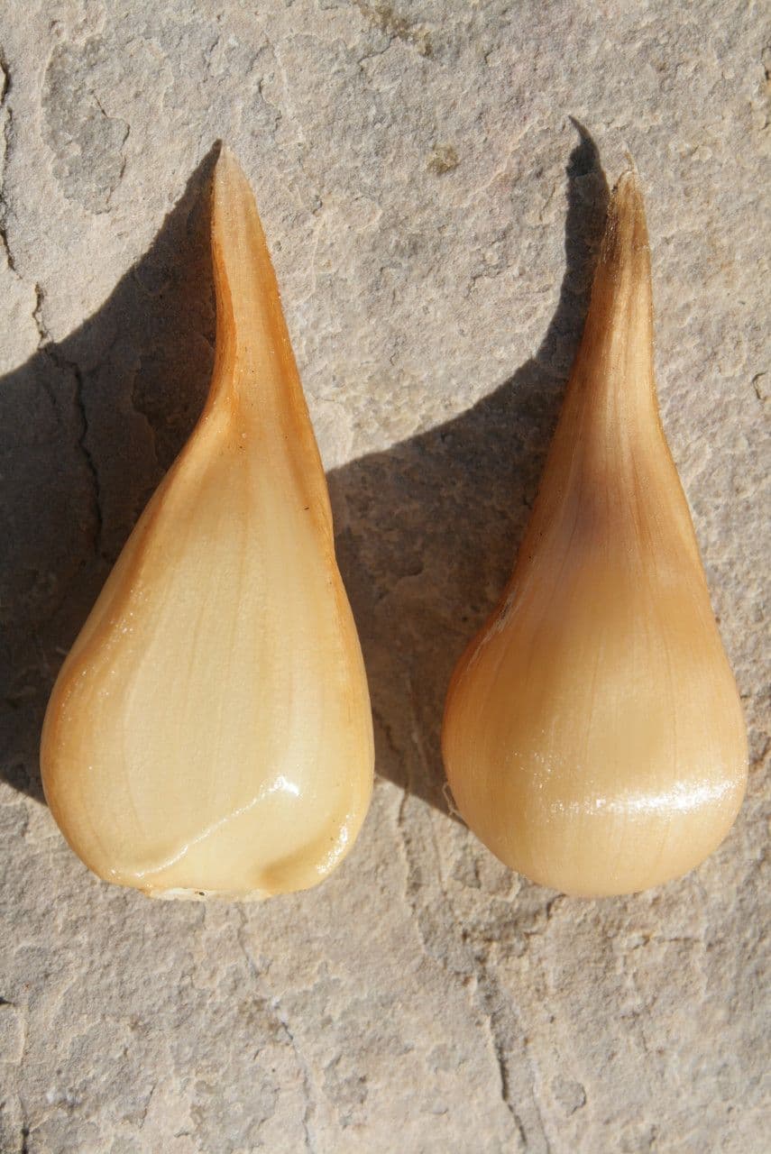 Aglio marino 11